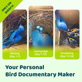 Birdfy remote-control camera enables adjustments from a distance without disturbing birds.
