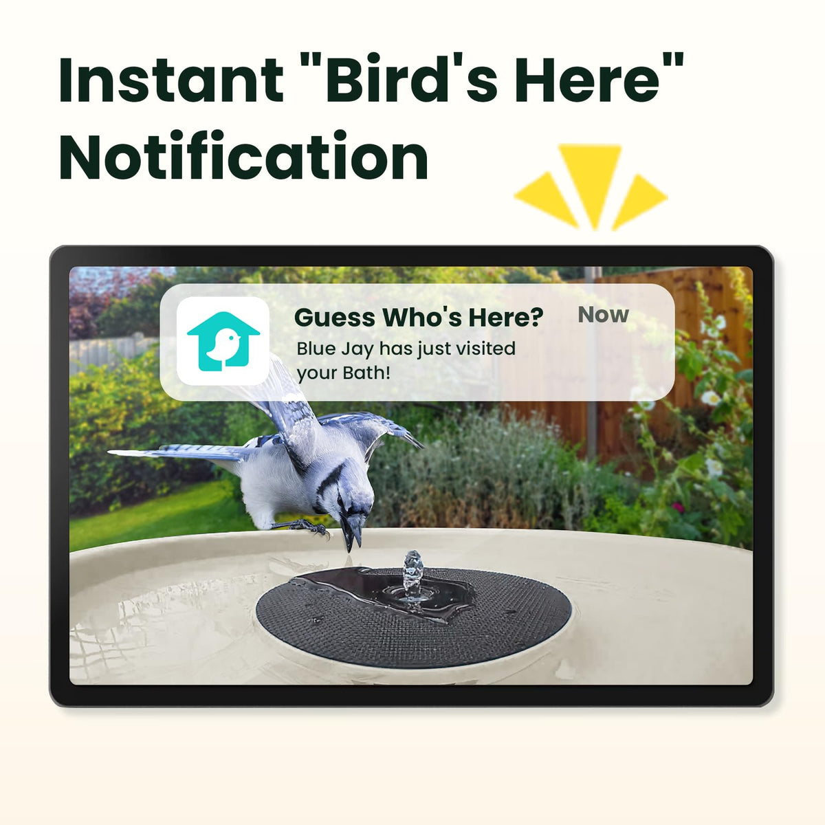 Birdfy solar powered camera and fountain attract birds with varied water patterns