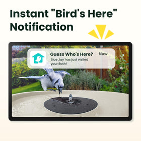 Birdfy solar powered camera and fountain attract birds with varied water patterns
