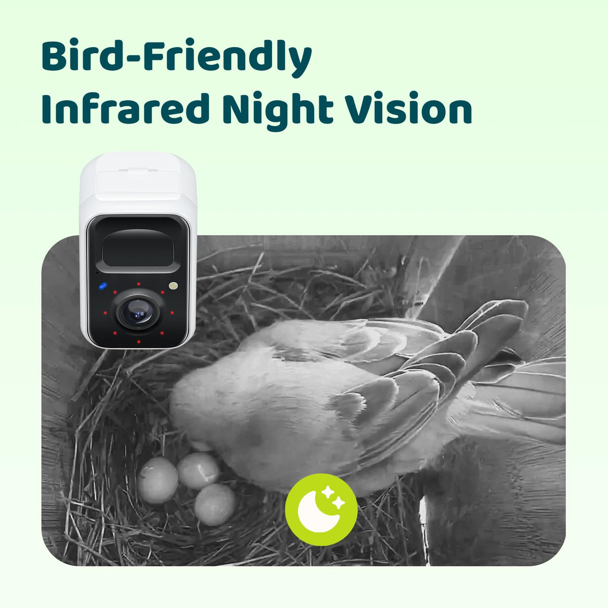 Birdfy Story AI identifies local birds and highlights nesting moments automatically.