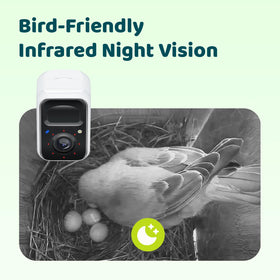 Birdfy Story AI identifies local birds and highlights nesting moments automatically.