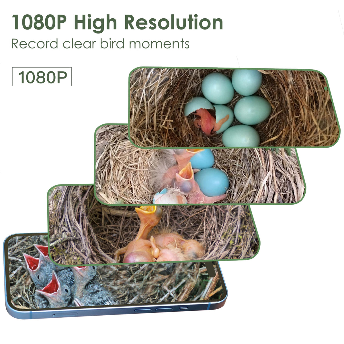 Birdkiss Smart Bird House AI bird ID helps observers with species details.