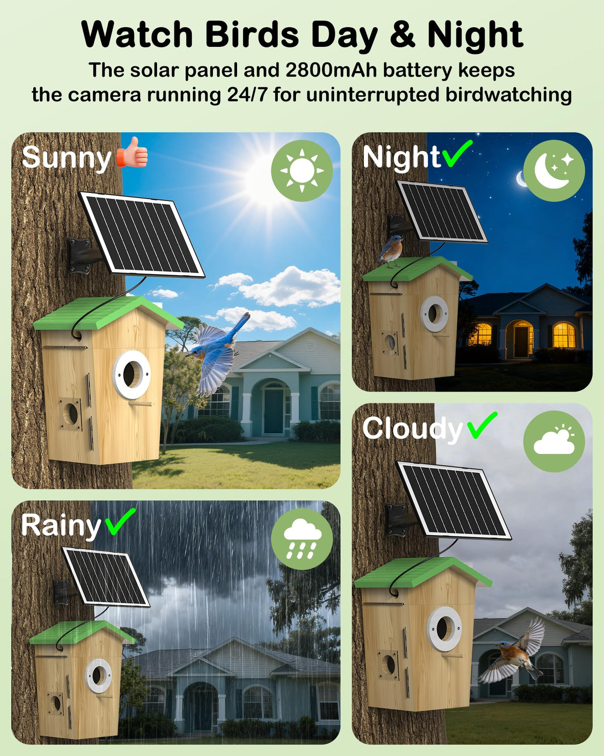 BirdoorKam weatherproof pinewood protects nests across seasons with non-toxic varnish.