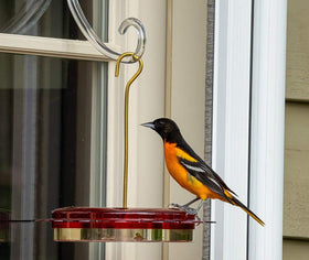 Birds Choice Hummerfest nectar feeder 12oz capacity keeps birds fed longer