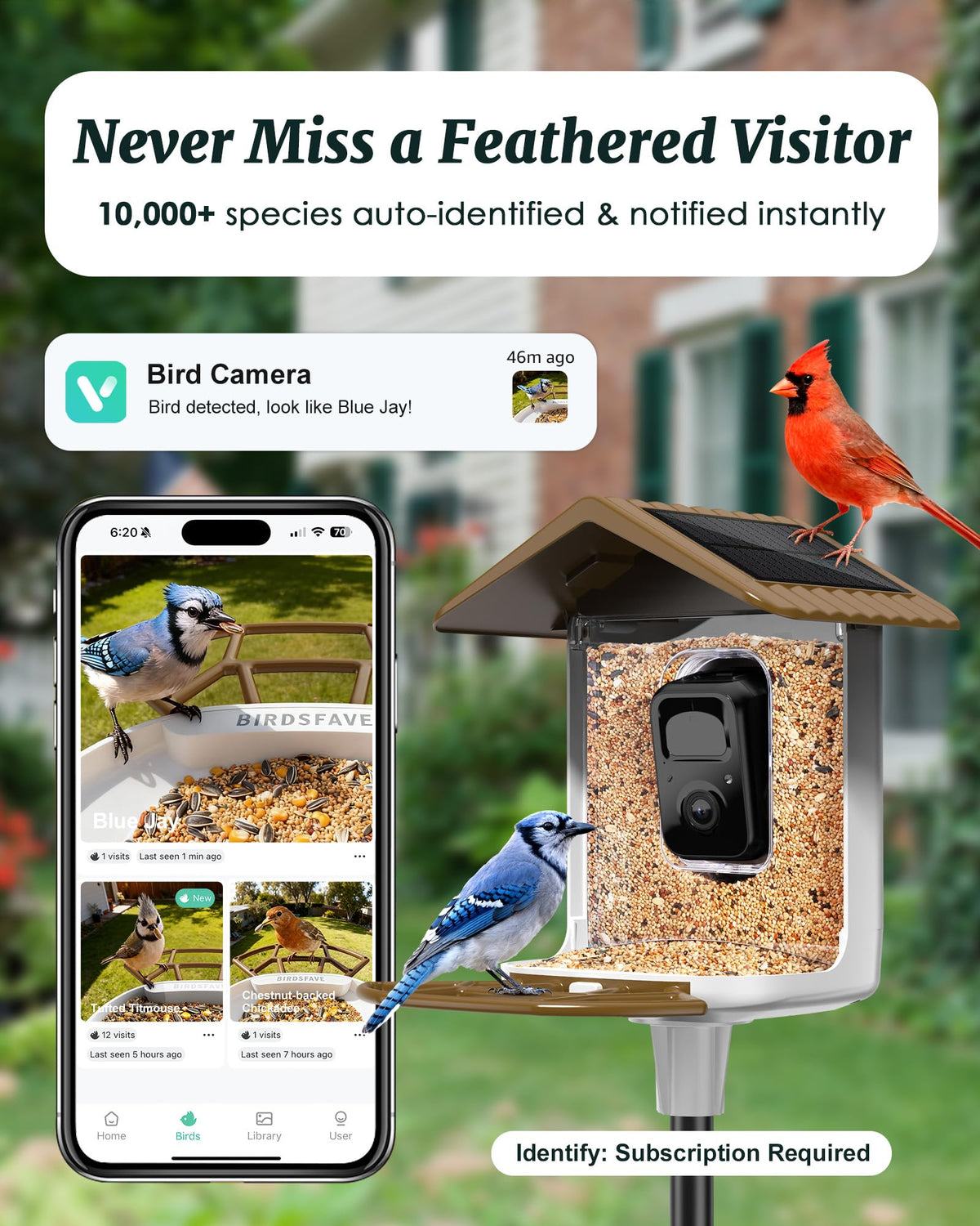 BirdsFAVE 2K live view captures backyard birds in vivid detail.