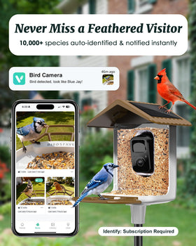 BirdsFAVE 2K live view captures backyard birds in vivid detail.