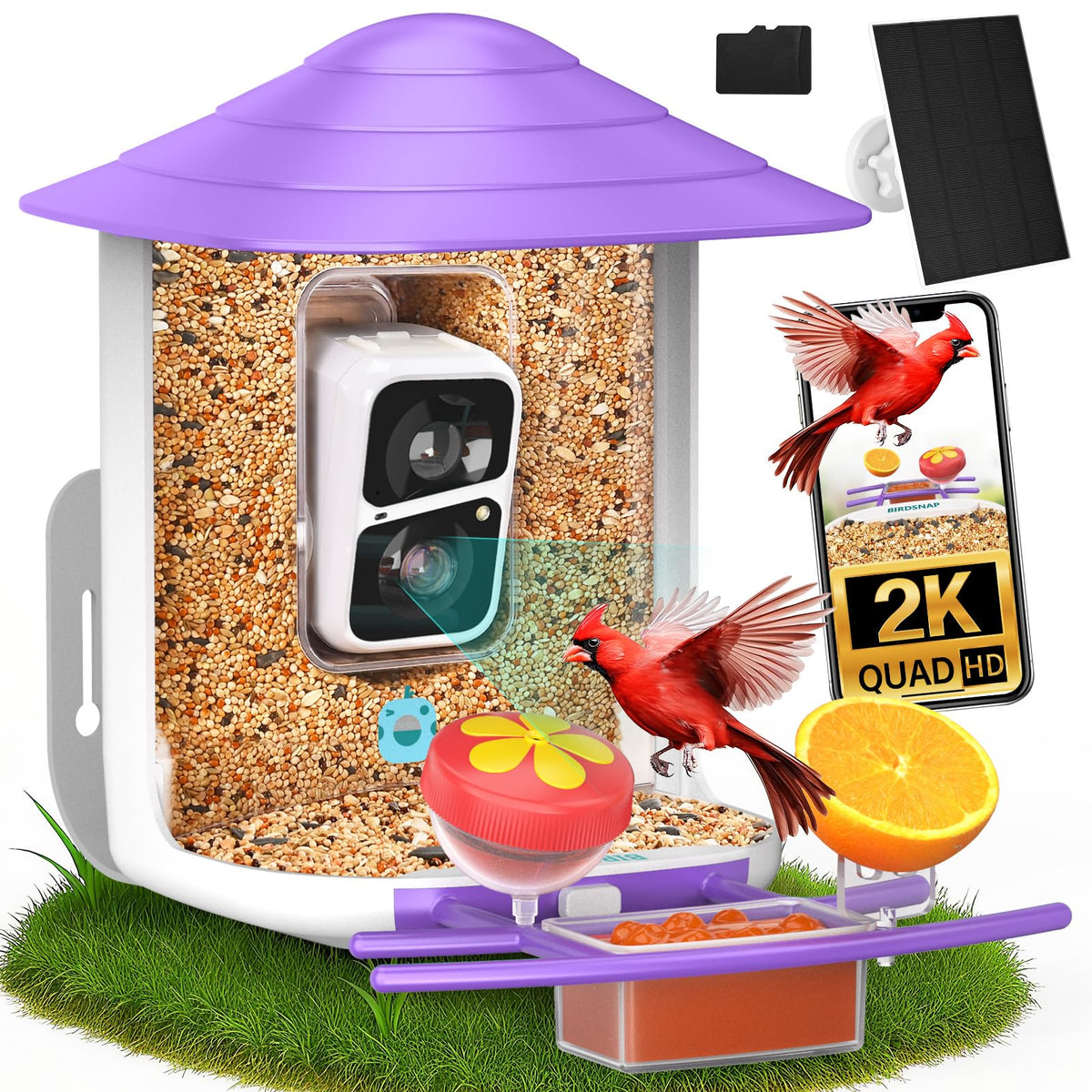 Birdsnap TUC Bird Feeder Camera 2K live view for detailed backyard birdwatching