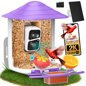 Birdsnap TUC Bird Feeder Camera 2K live view for detailed backyard birdwatching