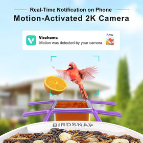 Birdsnap TUC Bird Feeder Camera solar-powered design for continuous outdoor use