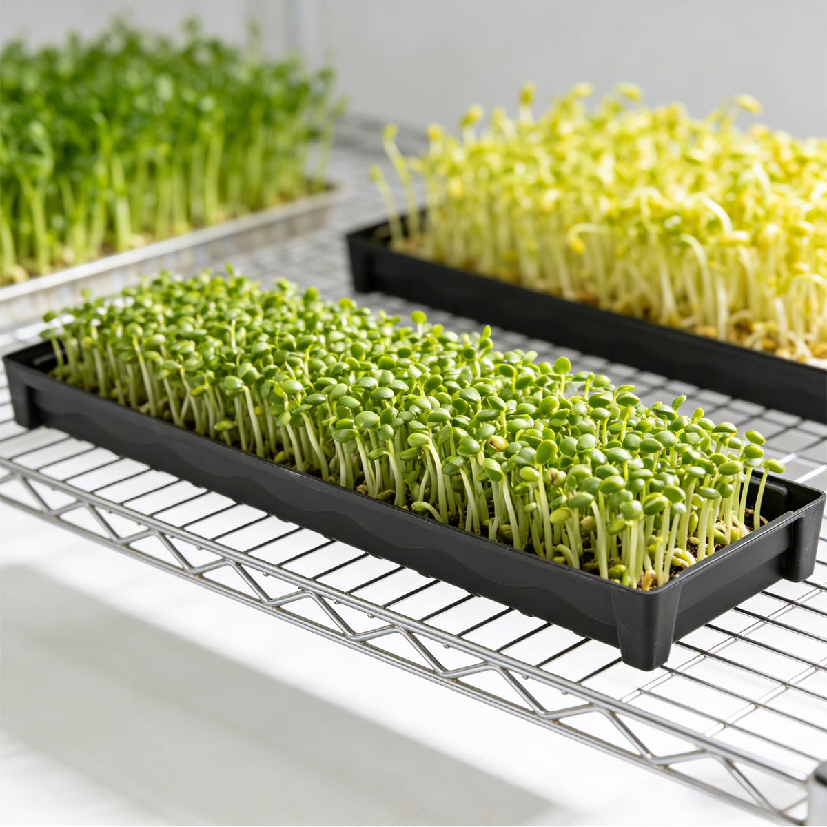 BKIELLT multi-pot assembly tray keeps four 4-inch pots organized and ready for watering.