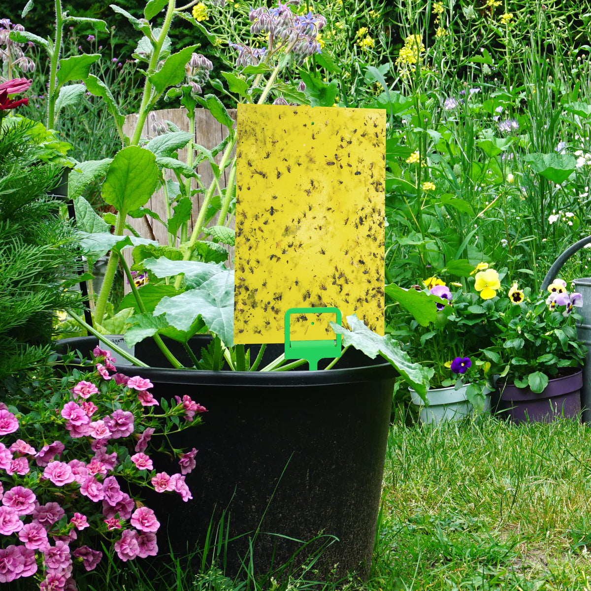 Black+Decker fly trap ready-to-use for indoor or outdoor spaces