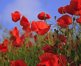 Black Duck Brand current-year stock seeds ensure freshness and germination potential