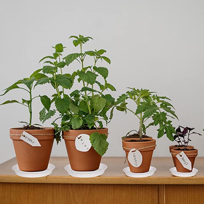 Bleuhome 10-inch gray plant saucer in indoor pot setting.