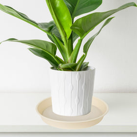 Bleuhome indoor plant saucer tray for tidy, drips-free pots.