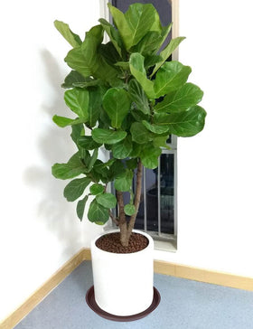 Bleuhome 14-inch plant saucer stackable design for easy storage.