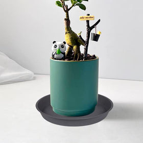Bleuhome minimalist gray saucer complements indoor garden setups