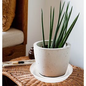 Bleuhome clear plant saucer catches overflow to protect furniture