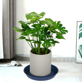 Bleuhome blue bird bath-ready saucer for garden birds