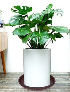 Bleuhome bird bath can also serve as feeder with seeds attracting birds