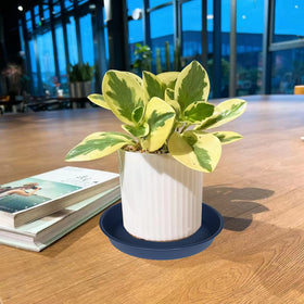 Bleuhome outdoor-friendly tray doubles as a bird bath or feeder.