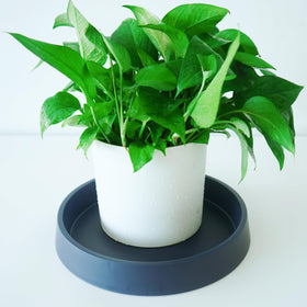 Bleuhome blue drip tray with ceramic pot showing overflow capture