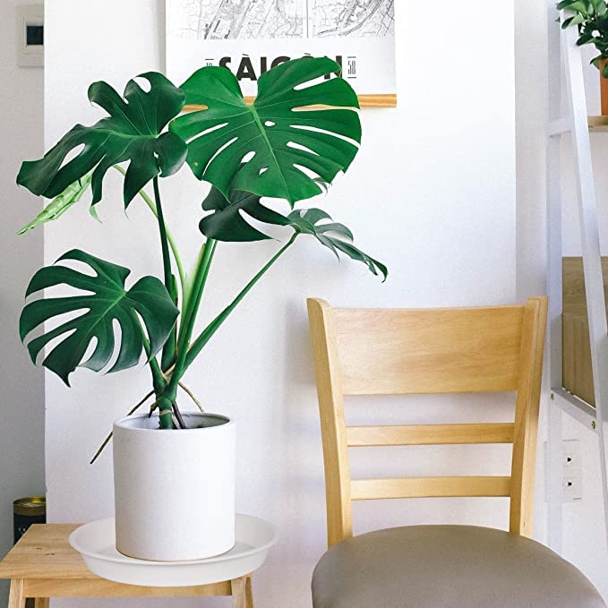 Bleuhome durable PP plastic plant saucer ready for long-term use