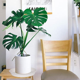 Bleuhome durable PP plastic plant saucer ready for long-term use