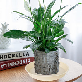 Bleuhome easy-clean 14-inch plant saucer helps contain soil and water.