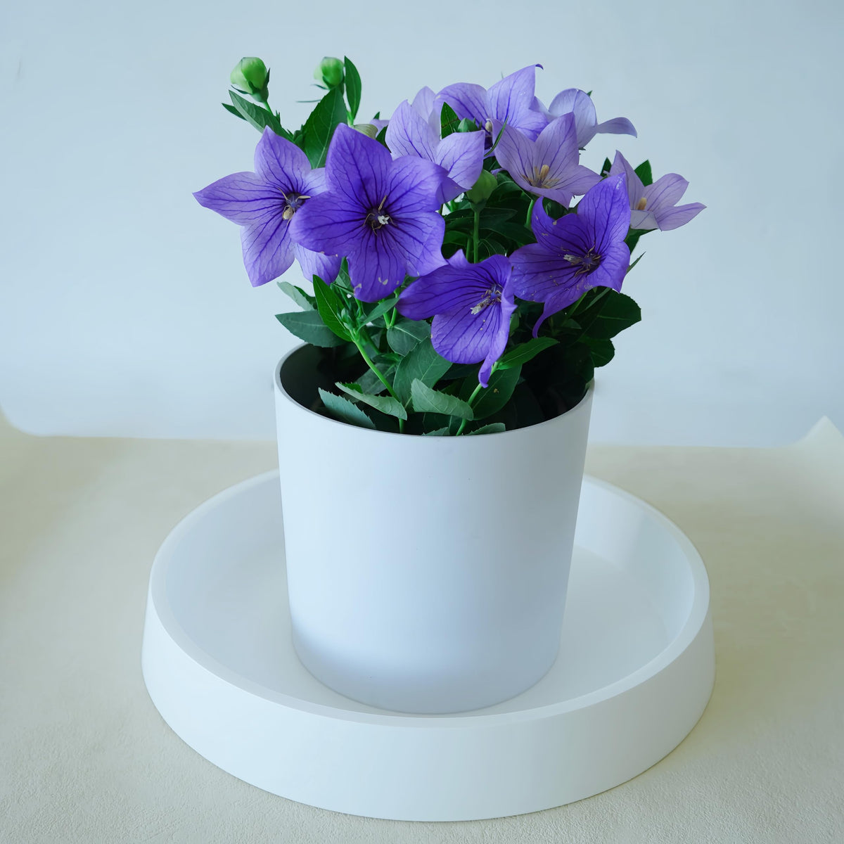 Bleuhome indoor-outdoor plant saucer, weather-resistant plastic tray for year-round pot protection.