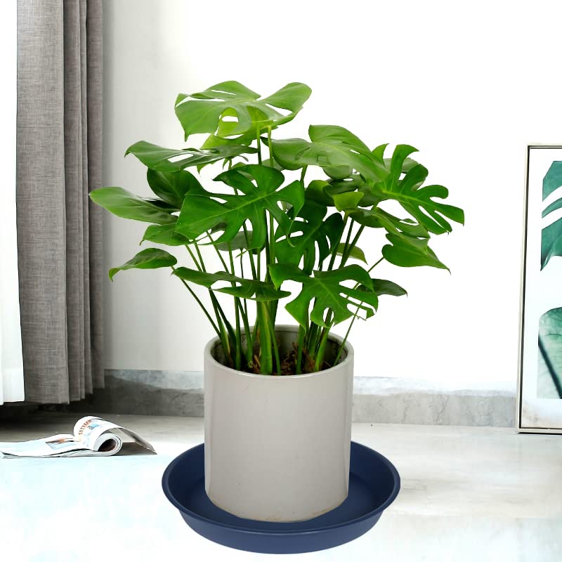Six-pack blue plant saucers suitable for indoor or outdoor settings and decor.