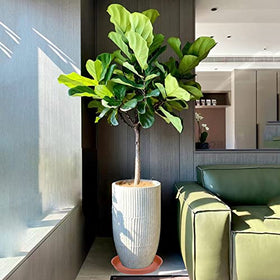 Bleuhome 4-pack display highlights value and easy pot management
