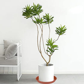 Bleuhome indoor-outdoor use saucer keeps pots tidy