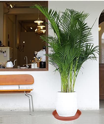 Bleuhome plant saucer terracotta look complements pots