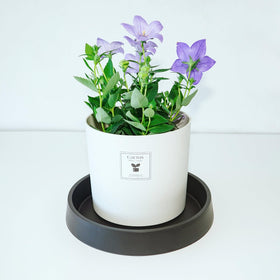 Bleuhome plant saucer catches water, keeping pot area clean