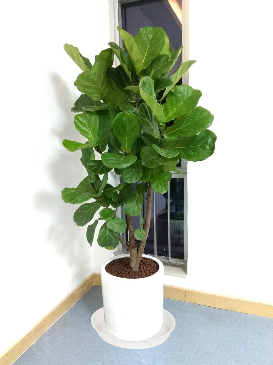 Bleuhome plant tray matte exterior detail for easy cleaning