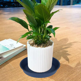 Versatile blue plant saucers ideal for indoor planters or outdoor container gardens.