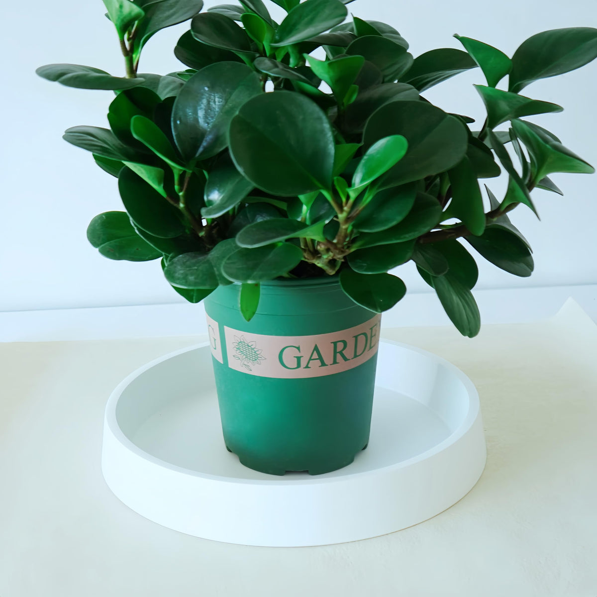 Bleuhome water-tray plant saucer, white, catches overflow and keeps furniture clean.