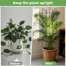 Blingluck ivy and pothos climbing with sturdy support
