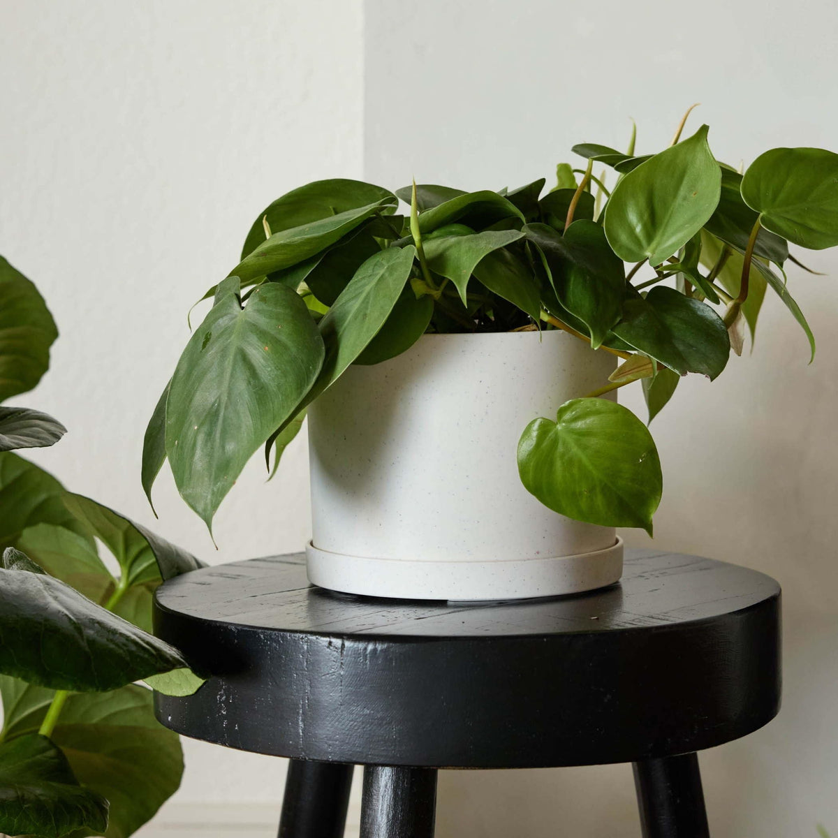 Bloem Mathers 6-Inch Resin Planter showing UV protection for fade-resistant outdoor display