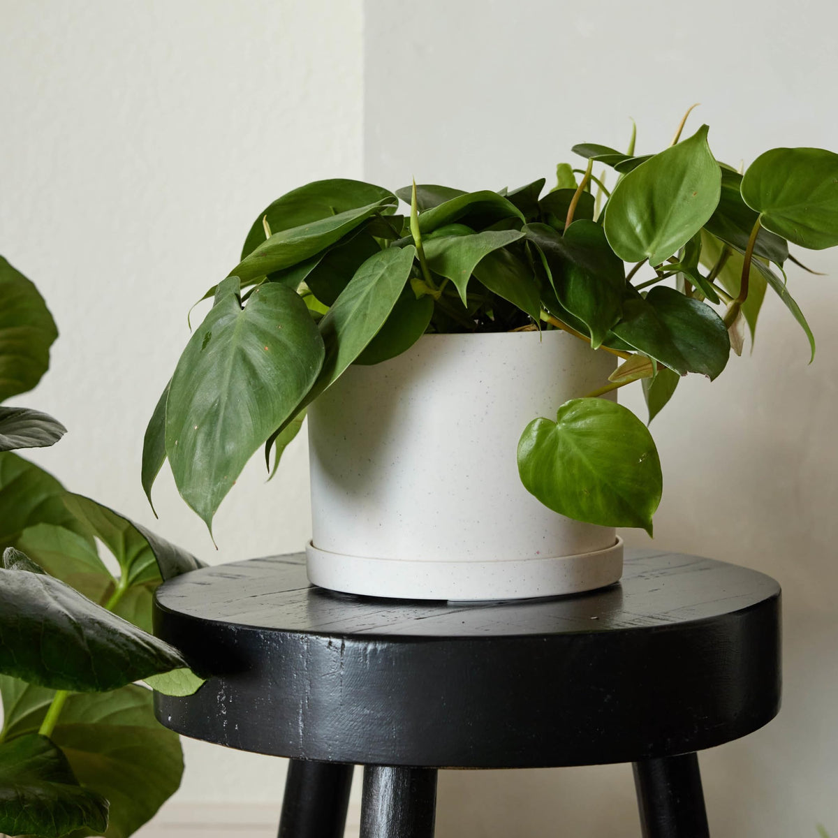 Bloem Mathers 8-Inch Vanilla Bean Round Planter with removable saucer for easy drainage and clean surfaces.