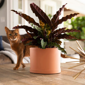 Bloem Mathers 8-inch planter side view highlighting thick-walled design and durability.