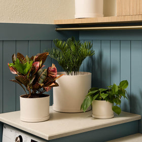 Bloem Mathers indoor-outdoor versatility adds year-round charm to any space
