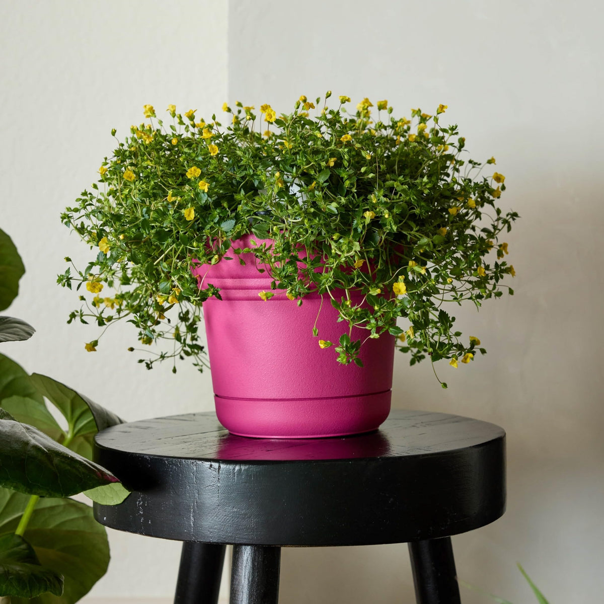 Bloem Saturn side view highlights sturdy construction and UV protection against fading