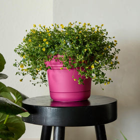 Bloem Saturn side view highlights sturdy construction and UV protection against fading