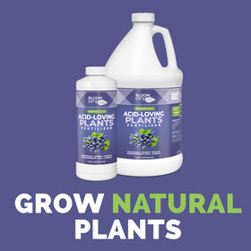 Bloom City acid-loving plant fertilizer bottle pour demonstrates easy application for blueberries.