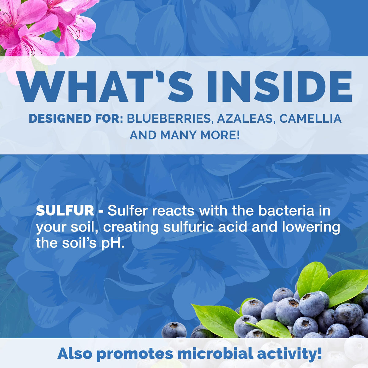 Bloom City Organic Soil Acidifier helps blueberries flourish with targeted acidity.