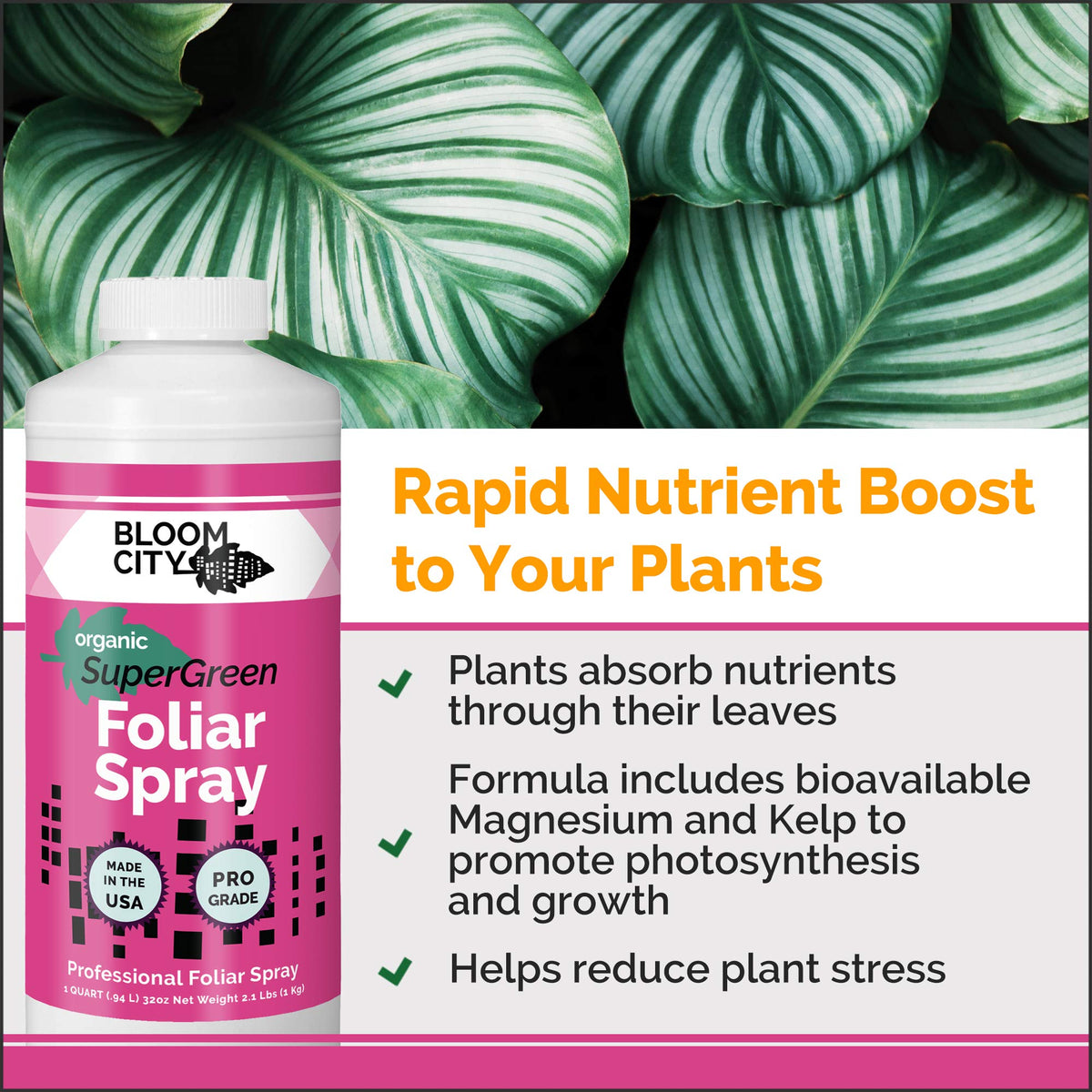 Bloom City Supergreen Kelp Spray leaf close-up showing quick nutrient uptake on leaves