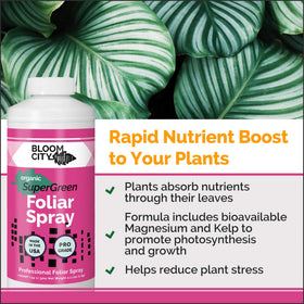 Bloom City Supergreen Kelp Spray leaf close-up showing quick nutrient uptake on leaves