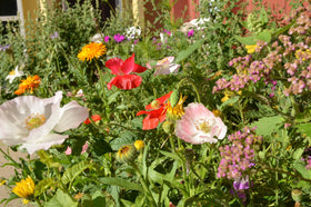 Bloomin Seed Paper Butterfly Shapes Pack in-hand, easy to plant and sprout.