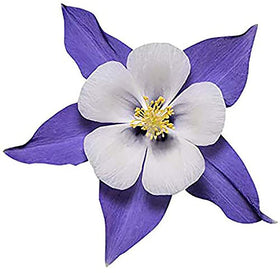 Blue Dream Columbine blooms closeup for naturalizing your garden with Marde Ross